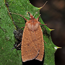 Epiglaea decliva