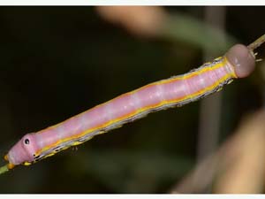 Dasylophia melanopa