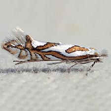 Phyllonorycter manzanita