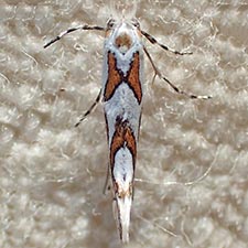 Phyllonorycter manzanita