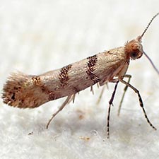 Argyresthia franciscella