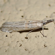 Eumysia pallidipennella