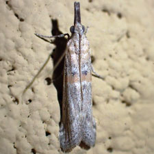 Eumysia pallidipennella