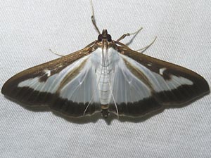 Cydalima perspectalis