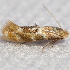 Bucculatrix zophopasta