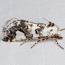 Tristyla alboplagiata