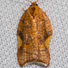 Acleris foliana