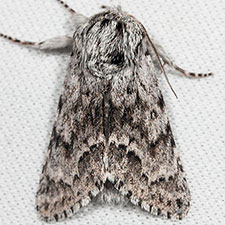 Acronicta spinea