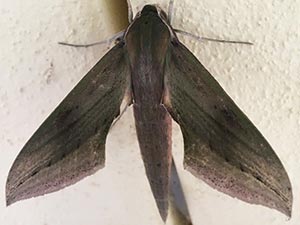 Xylophanes libya