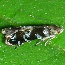 Holophysis emblemella