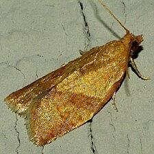 Clepsis consimilana