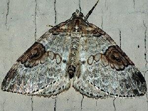 Plemyria georgii