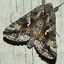 Autographa californica