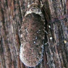 Agonopterix clemensella