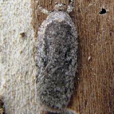 Agonopterix eupatoriiella