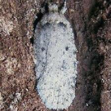 Agonopterix costimacula