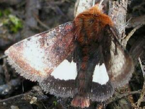 Heliothis borealis