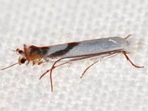 Lyonetia latistrigella