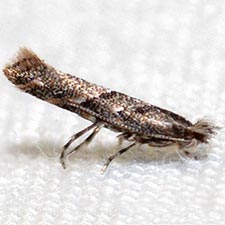 Phyllonorycter celtifoliella