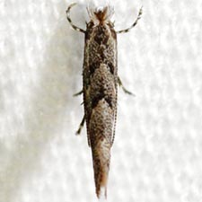 Phyllonorycter celtifoliella