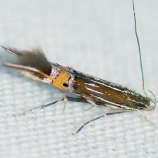 Cosmopterix scirpicola