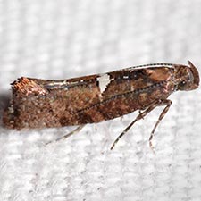 Acrolepiopsis incertella