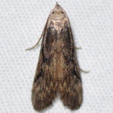 Aphomia fulminalis