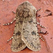 Agrotis rileyana