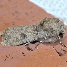 Agrotis rileyana