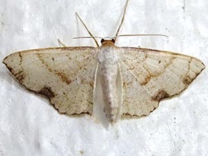 Ptychamalia dorneraria