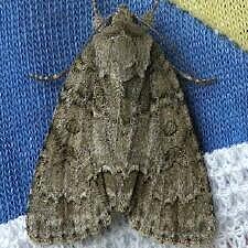 Acronicta spinigera