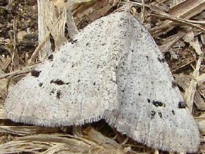 Digrammia californiaria