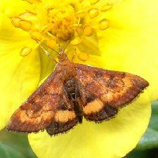 Pyrausta californicalis