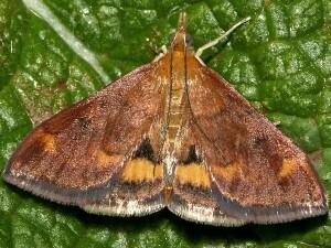 Pyrausta californicalis