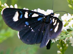 Alypiodes flavilinguis