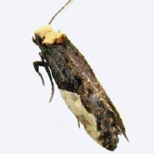 Monopis longella