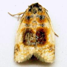 Clepsis melaleucanus