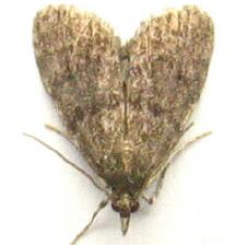 Scoparia penumbralis