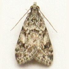 Scoparia basalis