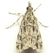 Eudonia strigalis