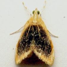 Glaphyria fulminalis