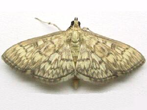 Herpetogramma pertextalis