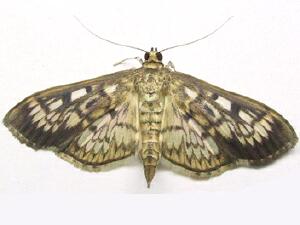 Herpetogramma thestealis