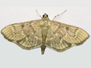 Herpetogramma aeglealis