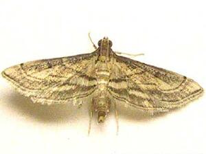 Marasmia cochrusalis