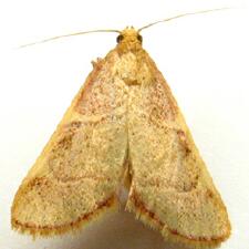 Hypsopygia binodulalis