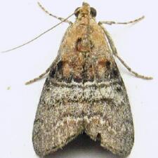 Pococera asperatella