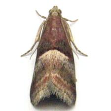 Acrobasis exsulella