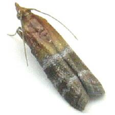 Moodna pallidostrinella