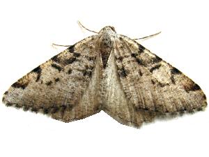 Macaria bitactata